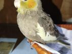 Cockatiel Bird