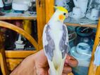 Cockatiel bird