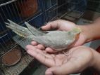 Cockatiel bird for sell
