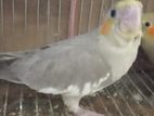 cockatiel birds for sell