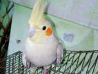 Cockatiel bird