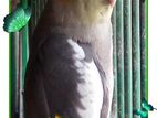 Cockatiel bird