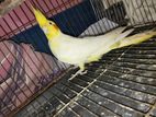 Cockatiel bird