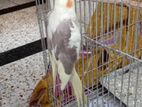 cockatiel bird