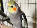 Cockatiel bird