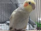 cockatiel bird