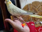 Cockatiel Bird