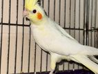 cockatiel bird