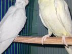 Cockatiel bird
