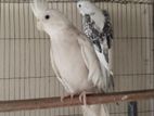 Cockatiel Bird
