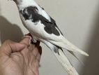 Cockatiel Bird