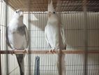 Cockatiel Bird
