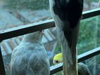 Cockatiel Bird