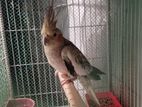 Cockatiel Bird