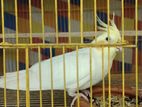 Cockatiel Bird