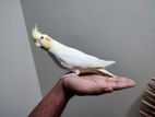 Cockatiel Bird