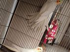 Cockatiel Bird