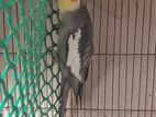 Cockatiel Bird