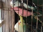 Cockatiel bird