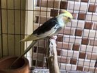 Cockatiel Bird