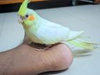 Cockatiel Bird