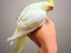 Cockatiel Bird