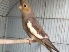 Cockatiel Bird for sale