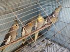 Cockatiel bird for sale