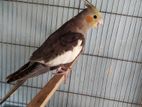 Cockatiel bird for sale