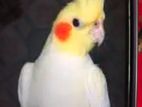 Cockatiel bird