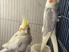 Cockatiel Bird For Sale Running Pair