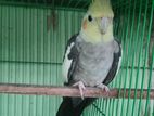 Cockatiel Bird