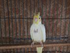 Cockatiel Bird ককাটেল