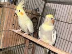 Cockatiel Bird / ককাটেল পাখি