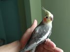 cockatiel bird (ককাটেল পাখি)