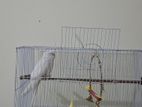 cockatiel bird( Lutino and Albino)