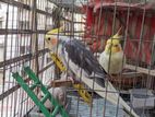 Cockatiel Bird (male 2pis)
