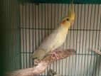 cockatiel bird male adult