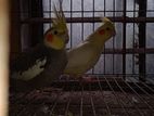 Cockatiel Bird Pair (adult) with Eggs