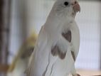 Cockatiel bird pair