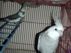 Cockatiel Bird Pair(জোড়া)Full adult.