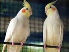 Cockatiel Bird ( Red Eyes)