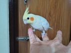 Cockatiel Bird Sale