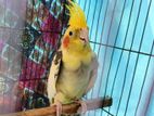 Cockatiel Bird Sell