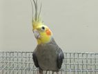 Cockatiel Bird Sell