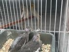 Cockatiel Bird Selling