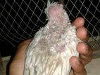 cockatiel bird white collor