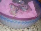 Cockatiel bird with 2 baby