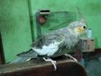 Cockatiel Bird with Cage