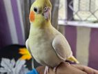 Cockatiel Birdis